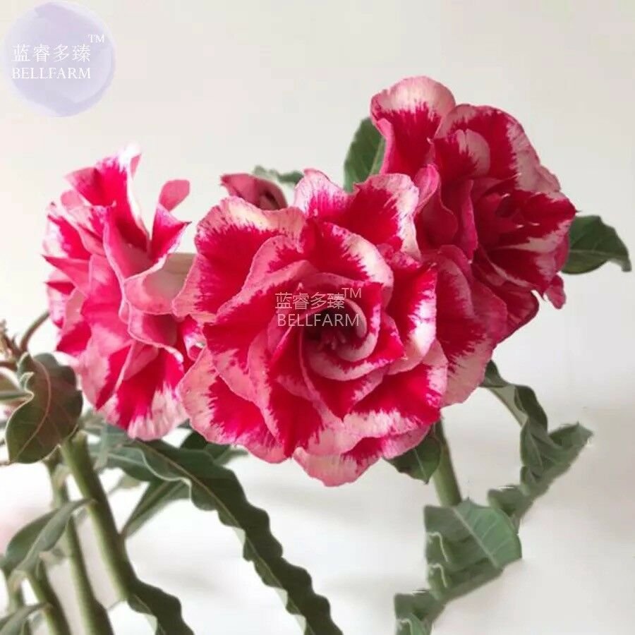 Adenium 'Tea' Types Red White Flower Seeds, 2 seeds, 7-layer big blooms bonsai