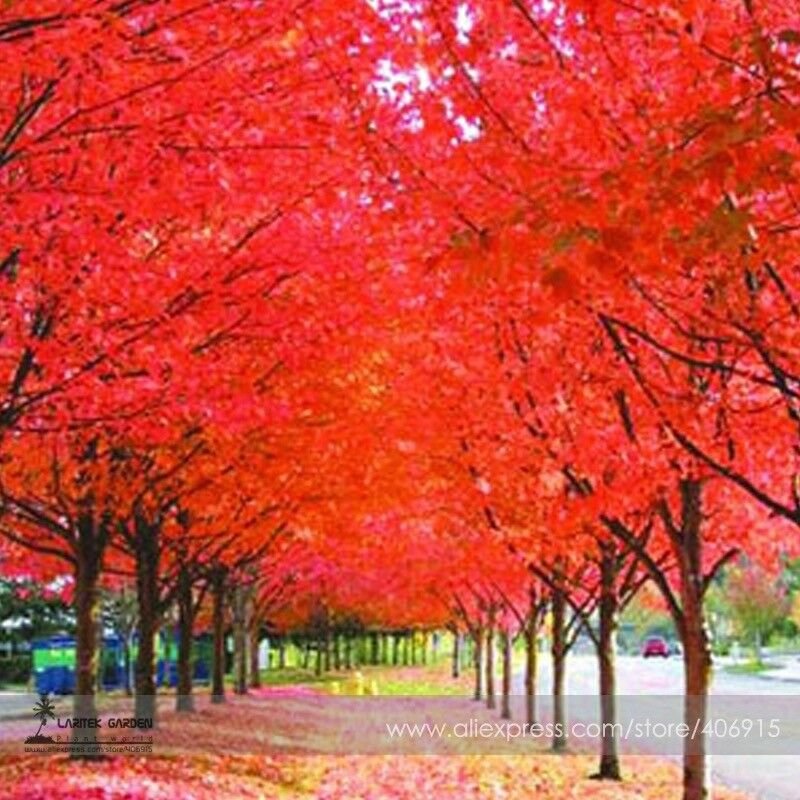 100% True Japanese Red Maple Tree Seeds, Professional Pack, 20 Seeds / Pack