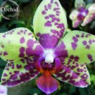 Rare Purple Green Bonsai Orchid Flower seeds, 100 Seeds