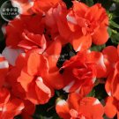 Impatiens Orange Flash Garden Balsam Flower Seeds, 20 Seeds