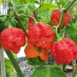 Trinidad Moruga Scorpion Red Green Chili Pepper Vegetables, 10 seeds