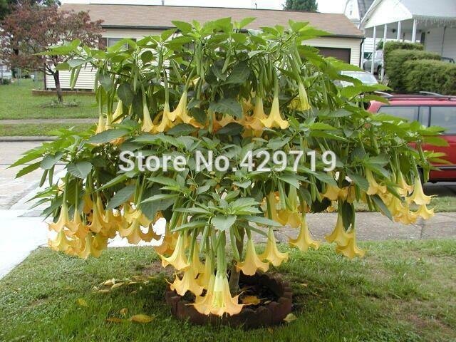 Bonsai Tree seeds 100/bag DWARF Brugmansia Angel Summer Dream angels
