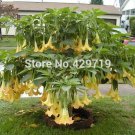 Bonsai Tree seeds 100/bag DWARF Brugmansia Angel Summer Dream angels