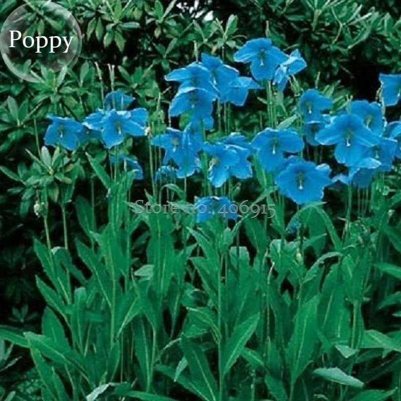 Rare Blue Corn Iceland Poppy Annual Flowers, 100 seeds
