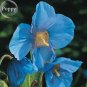 Rare Blue Corn Iceland Poppy Annual Flowers, 100 seeds