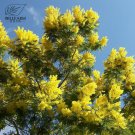 BELLFARM 20pcs Yellow Mimosa Bonsai 'Seeds' Flowers Sensitive Plant Home Garden
