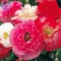 Poppy Shirley Double Mix Seeds, 100 Seeds, Professional Pack, heirloom big bloom