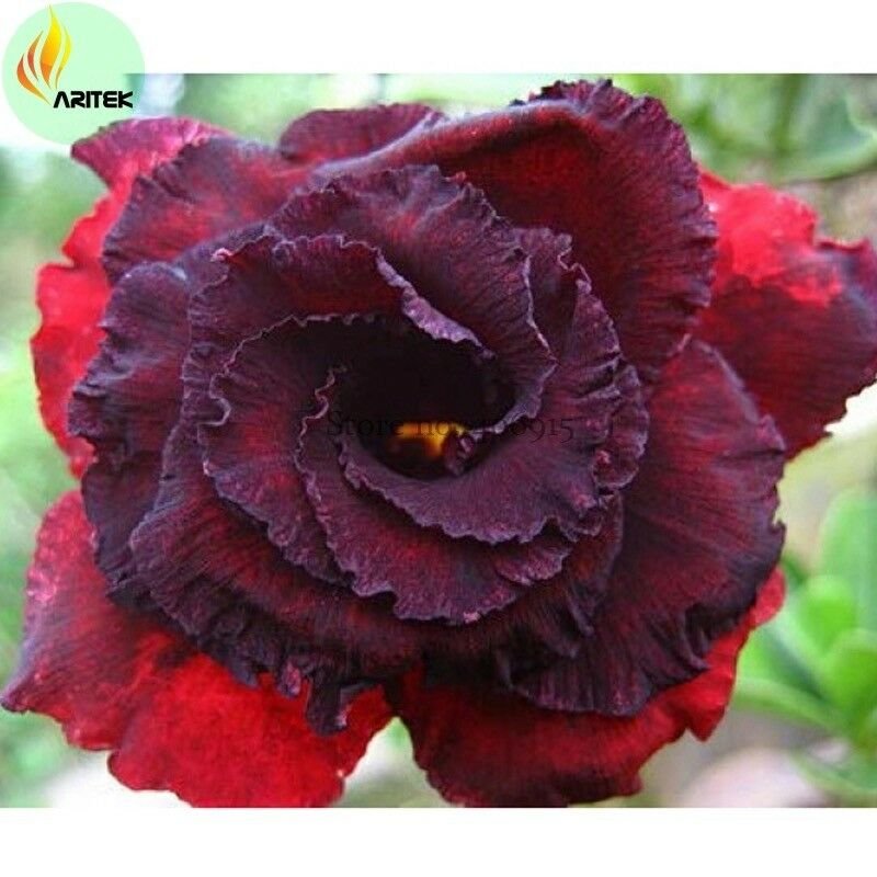 'Immortality' Dark Red Adenium Obesum Desert Rose Seeds, 2 seeds