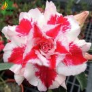 'Five Stars' Double Adenium Desert Rose Seeds, 2 Seeds