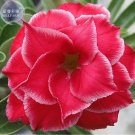 Fresh Red Adenium Obesum Desert Rose Seeds, 2 Seeds