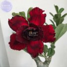 Adenium Blackish Dark Red Desert Rose Flower Seeds, 2 seeds, professional pack