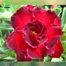 'Rosemarie' Dark Red Desert Rose Adenium Obesum Seeds, Professional Pack, 2 Seed