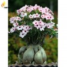 Pink Desert Rose Adenium with Yellow Eye, 2 Seeds, Rare Bonsai Flowers