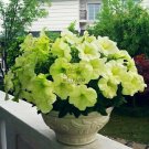200PCS 'Xihe Lv' Fully Green Petunia Annual Flowers Seeds, Big Petals