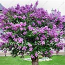 100 PCS/BAG lilac purple Japanese Lilac clove flower seeds lilac trees outdoor p