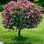 100 PCS/BAG lilac purple Japanese Lilac clove flower seeds lilac trees outdoor p