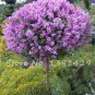 100 PCS/BAG lilac purple Japanese Lilac clove flower seeds lilac trees outdoor p