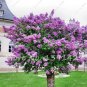 100 PCS/BAG lilac purple Japanese Lilac clove flower seeds lilac trees outdoor p