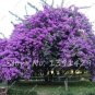100 PCS/BAG lilac purple Japanese Lilac clove flower seeds lilac trees outdoor p