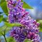 100 PCS/BAG lilac purple Japanese Lilac clove flower seeds lilac trees outdoor p