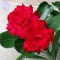 Fresh Red Adenium Desert Rose Bonsai Seeds, 2 seeds