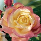 50 seeds / pack, New Bella Roma Rose Bush Plant Seeds