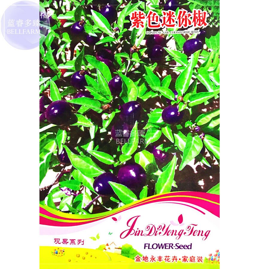 Mini Pepper Purpe Capsicum Var. Cerasiforme Irish Seeds, 25 Seeds