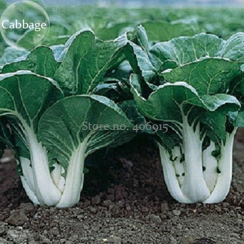 Pak Choi White Stem Chinese Cabbage, 200 Seeds