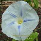 50 seeds / pack, Light Blue Morning Glory Seeds Ipomoea Tricolor Blue Star