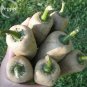 Farmers Jalapeno Pepper Seeds, 5 seeds