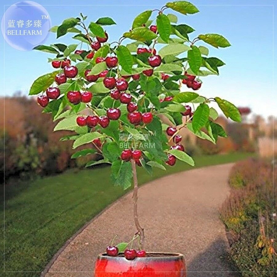 Dwarf Cherry Tree Self- Fertile Fruit Tree Bonsai Seeds, 10 seeds