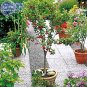 Dwarf Cherry Tree Self- Fertile Fruit Tree Bonsai Seeds, 10 seeds