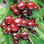 Dwarf Cherry Tree Self- Fertile Fruit Tree Bonsai Seeds, 10 seeds