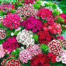 Sweet William Mixed Dianthus Barbatus Seeds, 100 Seeds, Professional Pack