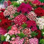Sweet William Mixed Dianthus Barbatus Seeds, 100 Seeds, Professional Pack