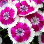 Sweet William Mixed Dianthus Barbatus Seeds, 100 Seeds, Professional Pack