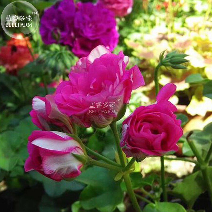 Geranium Purple White Rose typed Double Bonsai Flowers, 20 seeds/pack