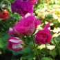 Geranium Purple White Rose typed Double Bonsai Flowers, 20 seeds/pack