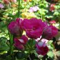 Geranium Purple White Rose typed Double Bonsai Flowers, 20 seeds/pack