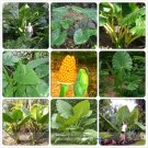 Heirloom Alocasia Macrorrhiza Green Giant Taro Indoor Plant Seeds 12 seeds
