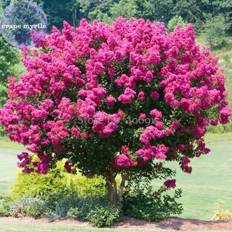 Pink Velour Crape Myrtle, 30 Seeds, impressive ornamental trees
