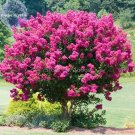 Pink Velour Crape Myrtle, 30 Seeds, impressive ornamental trees