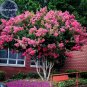 Pink Velour Crape Myrtle, 30 Seeds, impressive ornamental trees