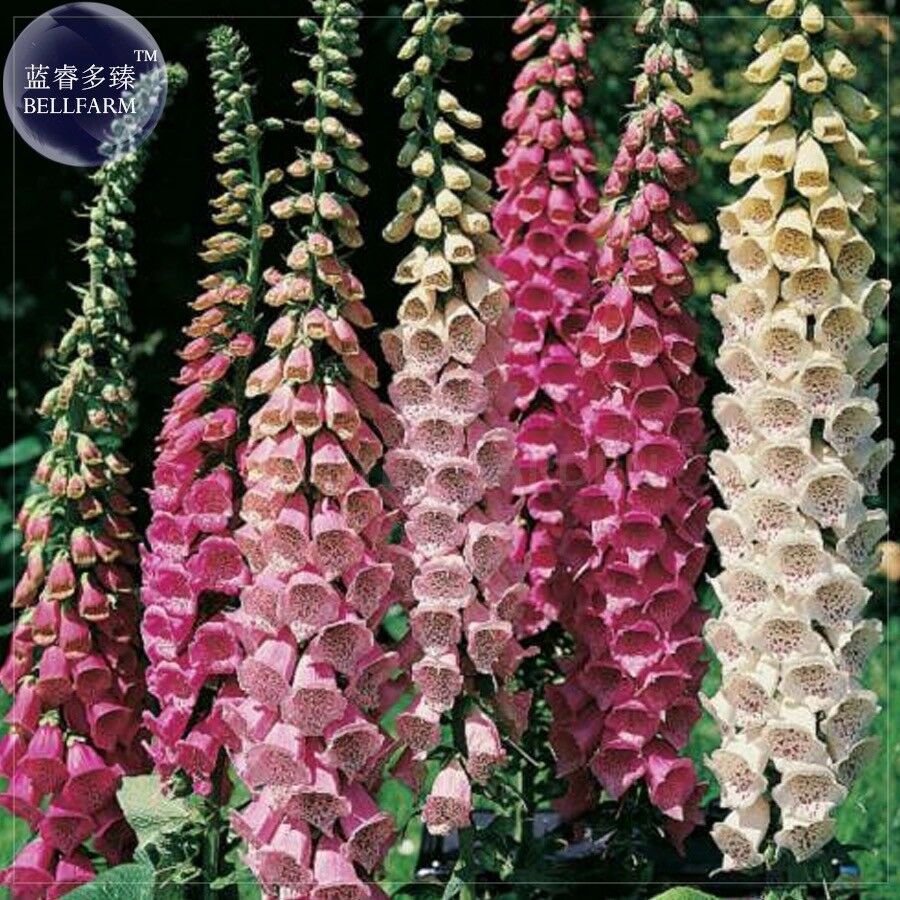Mixed Foxglove Seeds, 200 seeds, professional pack, perennial gorgeous