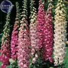 Mixed Foxglove Seeds, 200 seeds, professional pack, perennial gorgeous