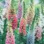 Mixed Foxglove Seeds, 200 seeds, professional pack, perennial gorgeous