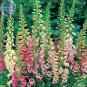 Mixed Foxglove Seeds, 200 seeds, professional pack, perennial gorgeous