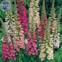 Mixed Foxglove Seeds, 200 seeds, professional pack, perennial gorgeous