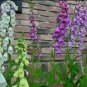 Mixed Foxglove Seeds, 200 seeds, professional pack, perennial gorgeous