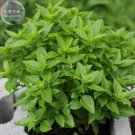 Spicy Globe Basil Ocimum Basilicum Herb Bonsai 30 seeds